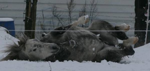 Elmi w�lzt sich im Schnee