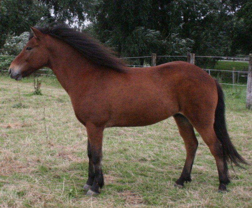 Tengill von der Seite