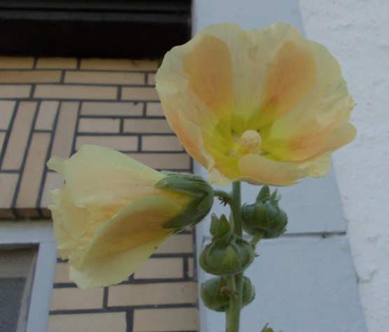 gelborange