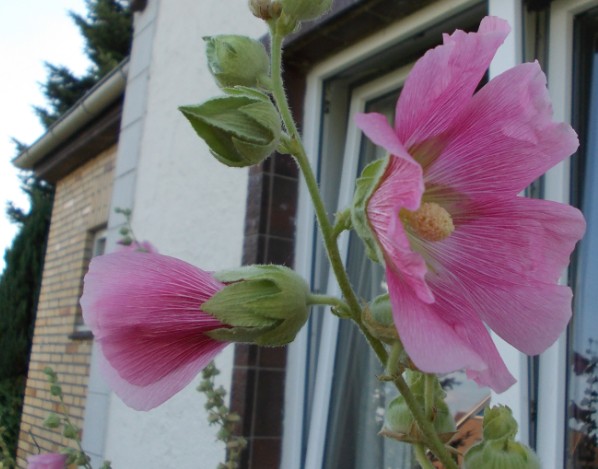 rosa