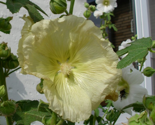 stockrose