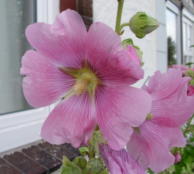 rosa
