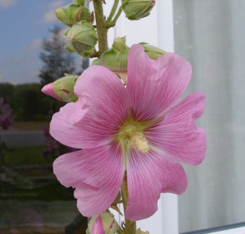 stockrose