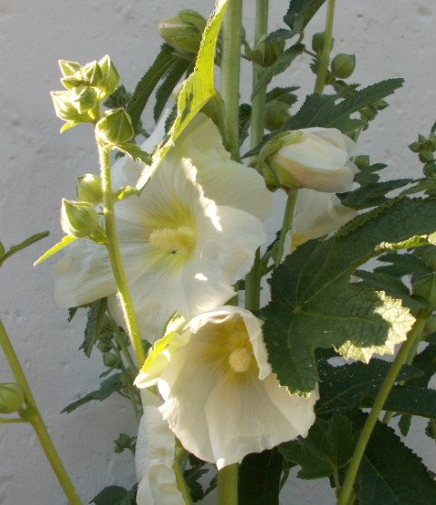 stockrose