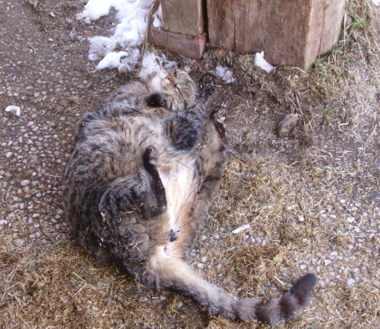 Tigerle w�lzt sich