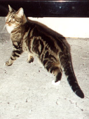 Kitty war meine erste Katze.Sie wurden nur 5 jahre alt