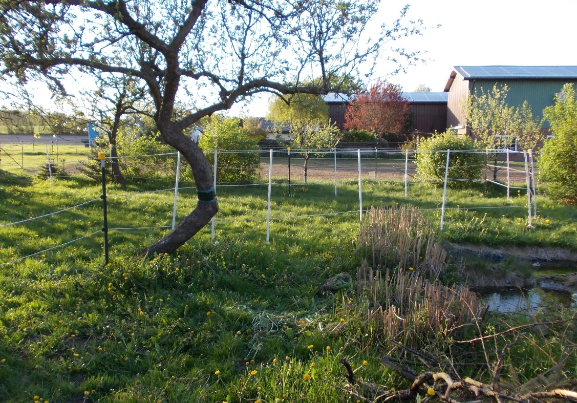 , aber um selbige zu schonen, wird der Obstgarten wieder übergangsweise eingezäunt.
