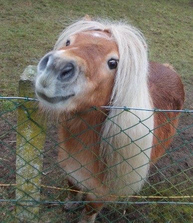 shetty