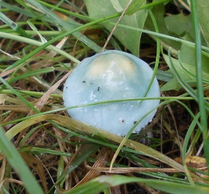 pilz
