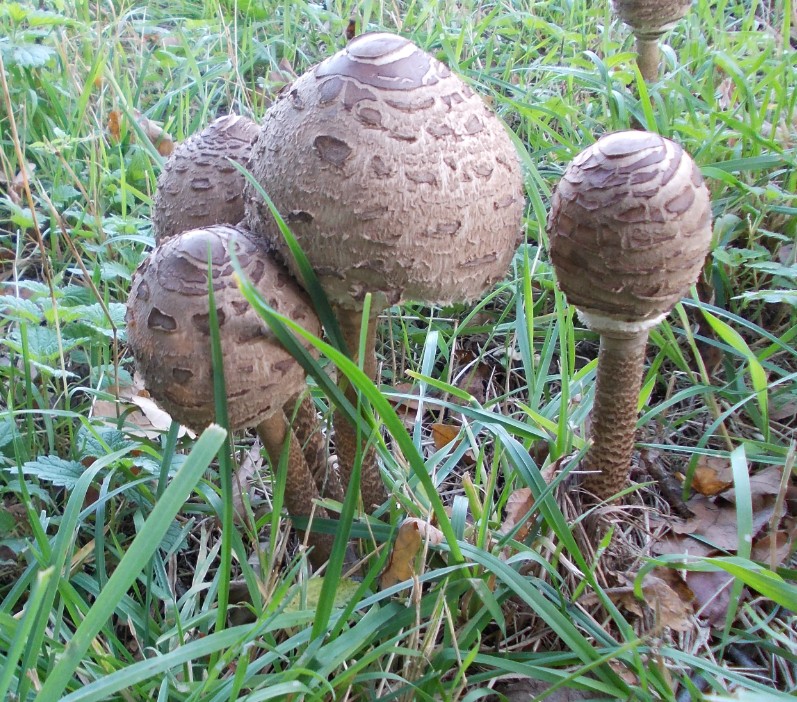 Parasol