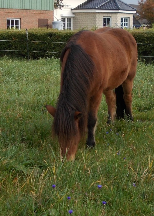 tengi im Gras