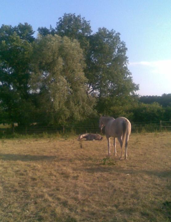 Sommer auf Weide
