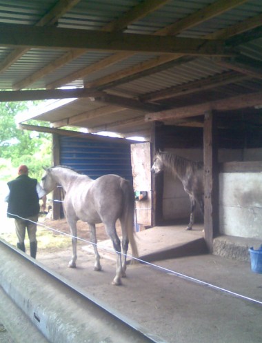 im Stall