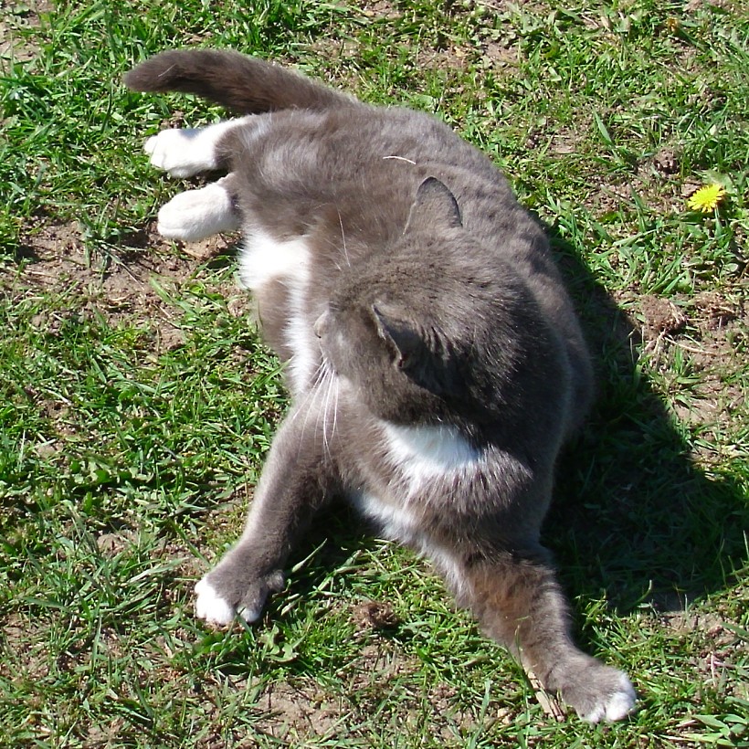 Mary verspielt