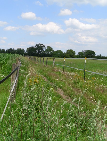 reitweg