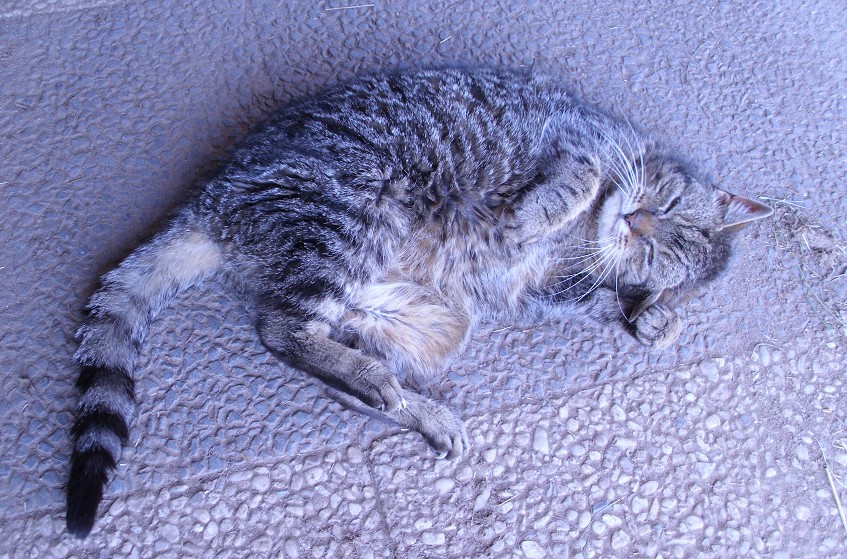 Tigerle