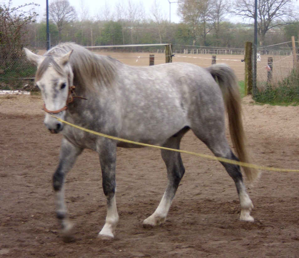 Elmi an der Longe