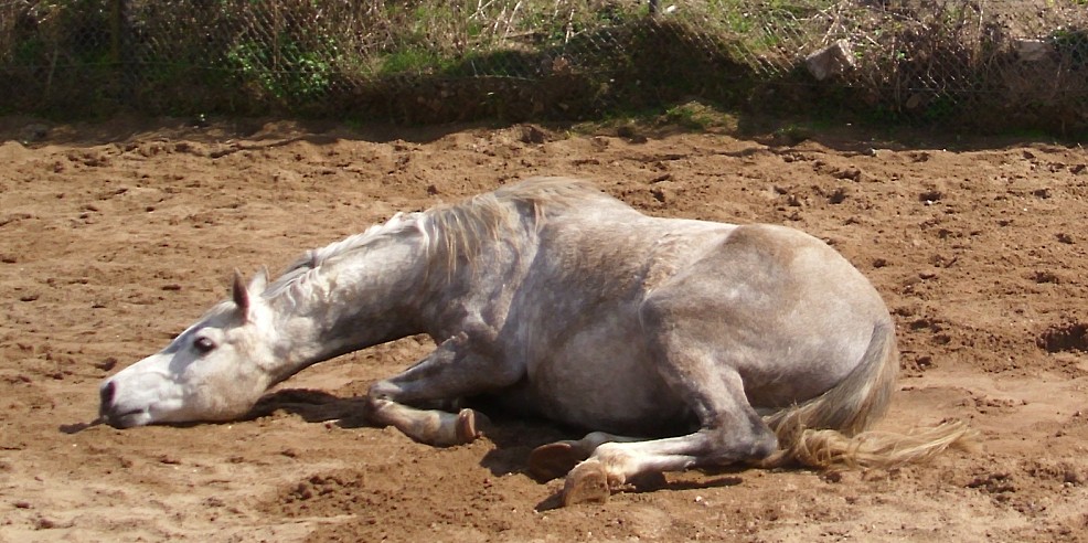 wälzen
