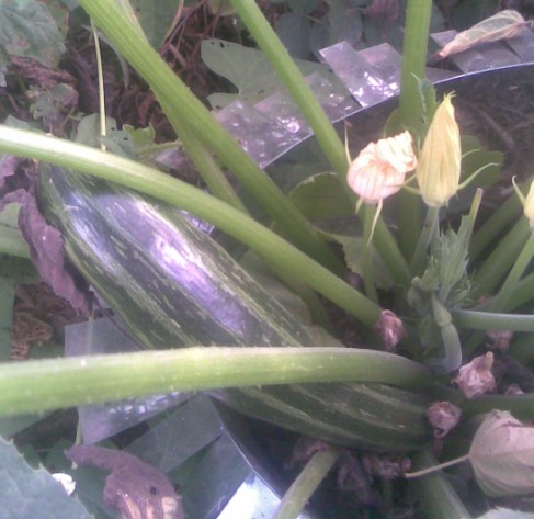 Zucchini