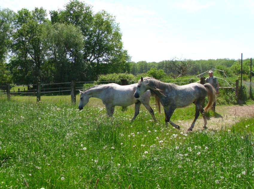 auf die gro�e Weide