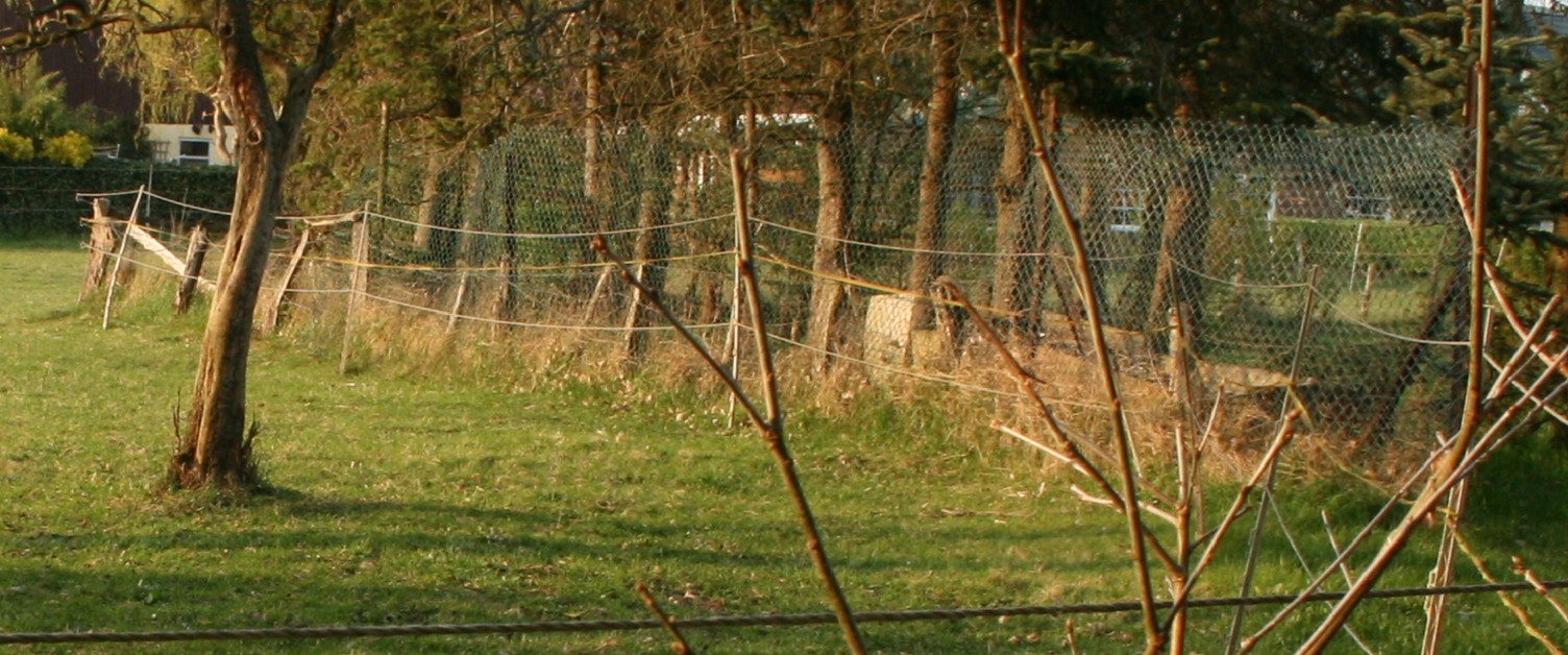 Maschendraht