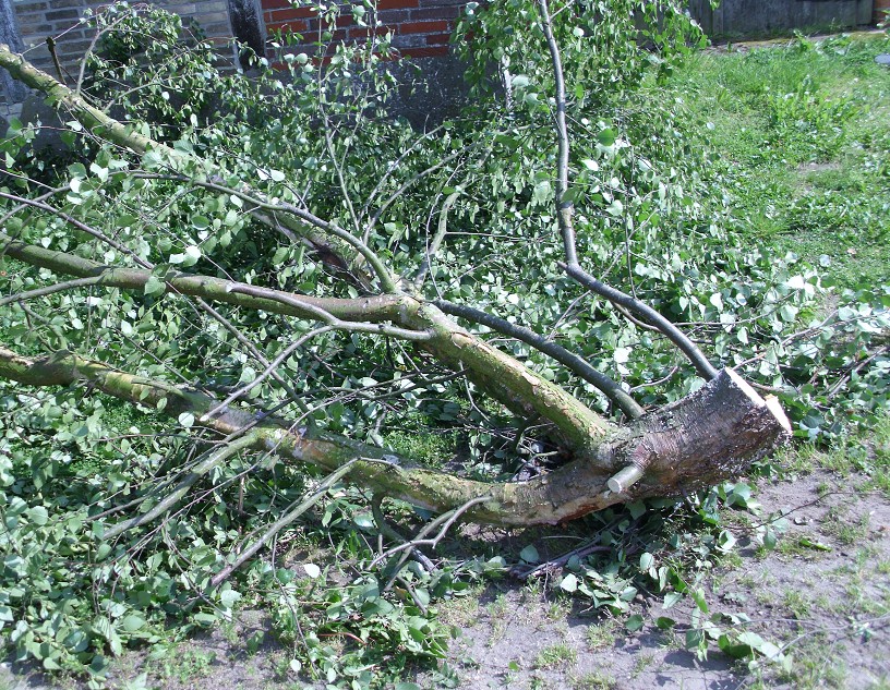 birkenast