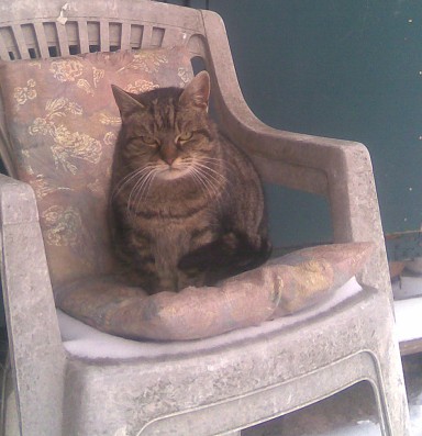 Tigerle sonnt sich
