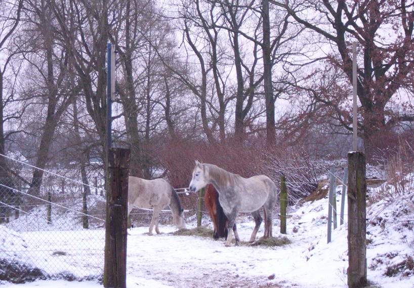 wieder Schnee