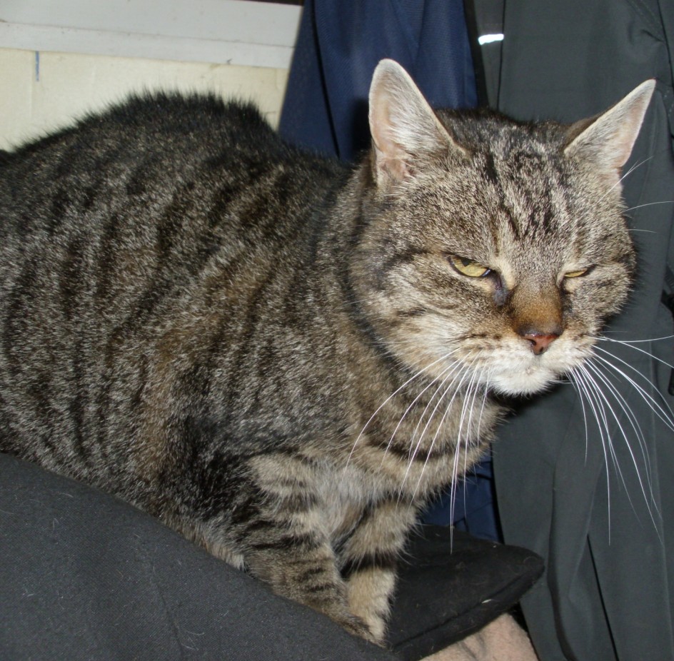 Tigerle